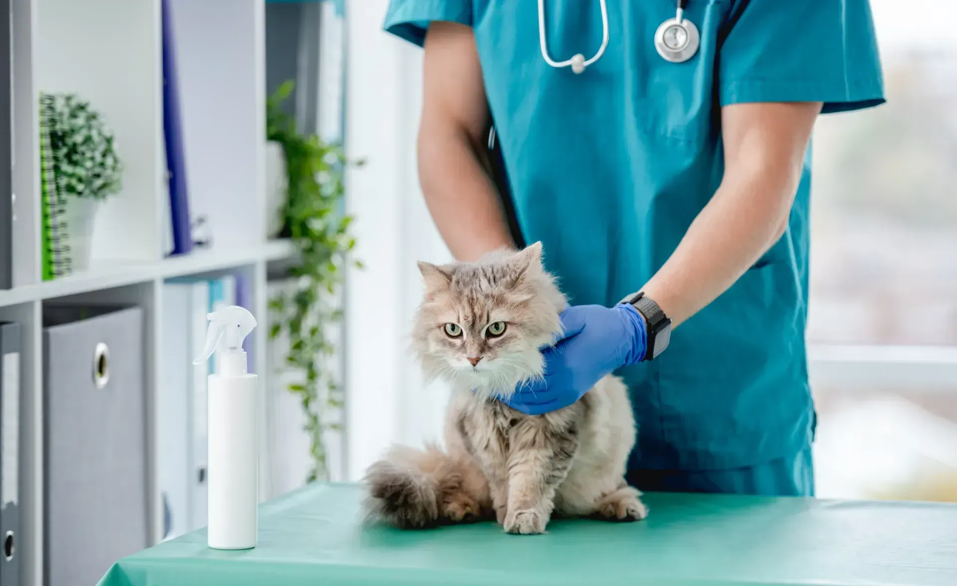 Un veterinario está examinando un gato en una mesa.