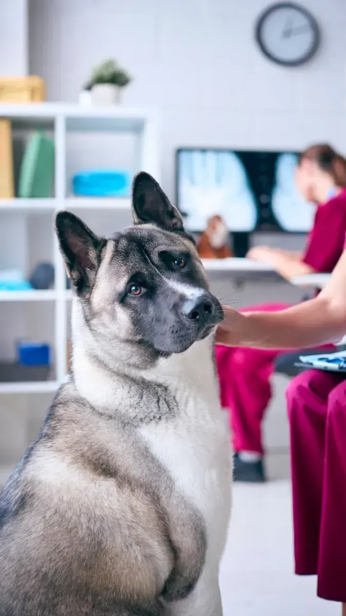 Un perro está sentado en un consultorio veterinario mirando a la cámara.