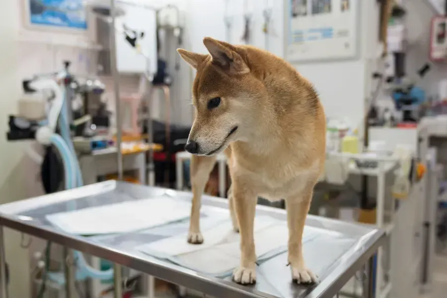 Un perro está de pie sobre una mesa de acero inoxidable en una clínica veterinaria.