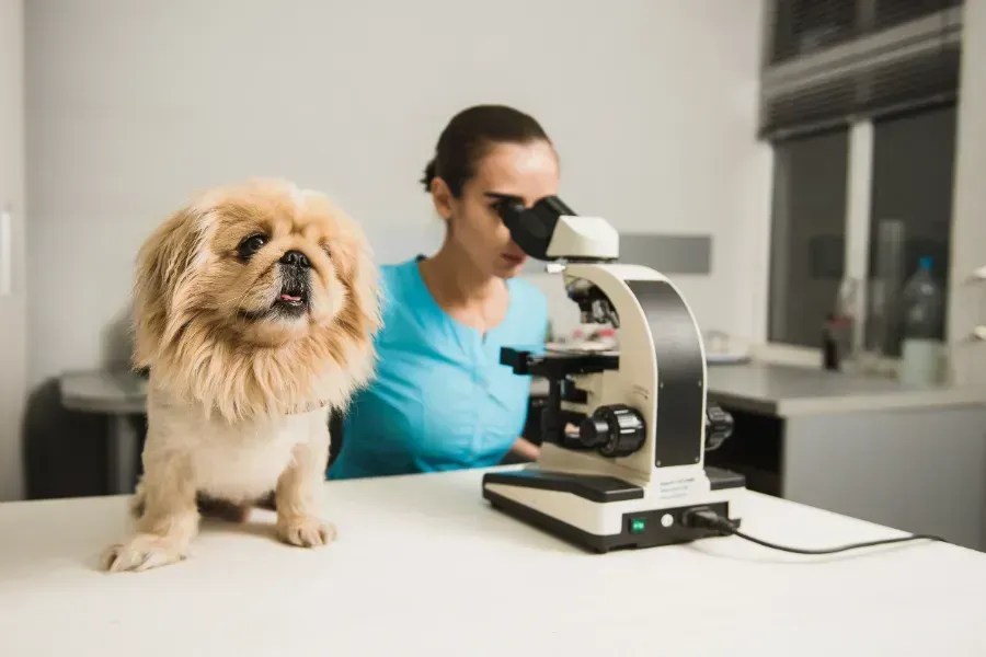 Una mujer mira a través de un microscopio al lado de un perro.