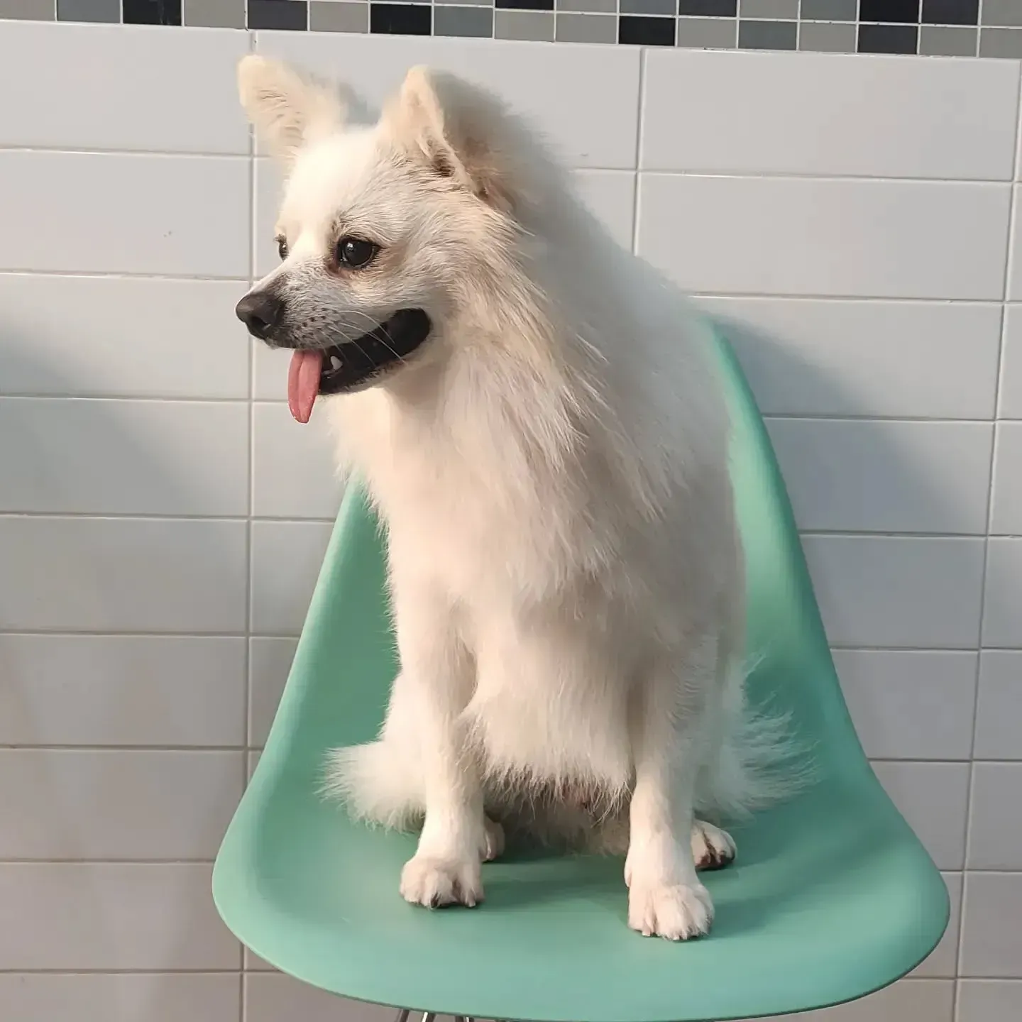 Un pequeño perro blanco está sentado en una silla verde.