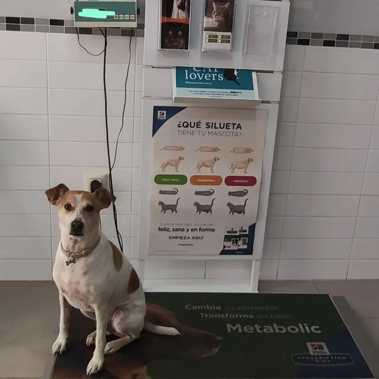 Un perro está sentado frente a un cartel que dice 