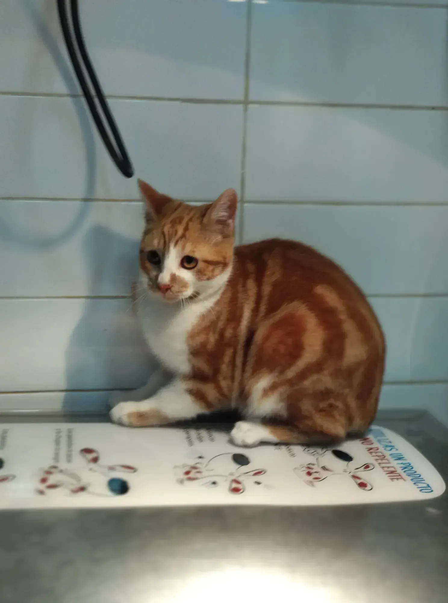 Un gato naranja y blanco está sentado en una mesa de acero inoxidable.