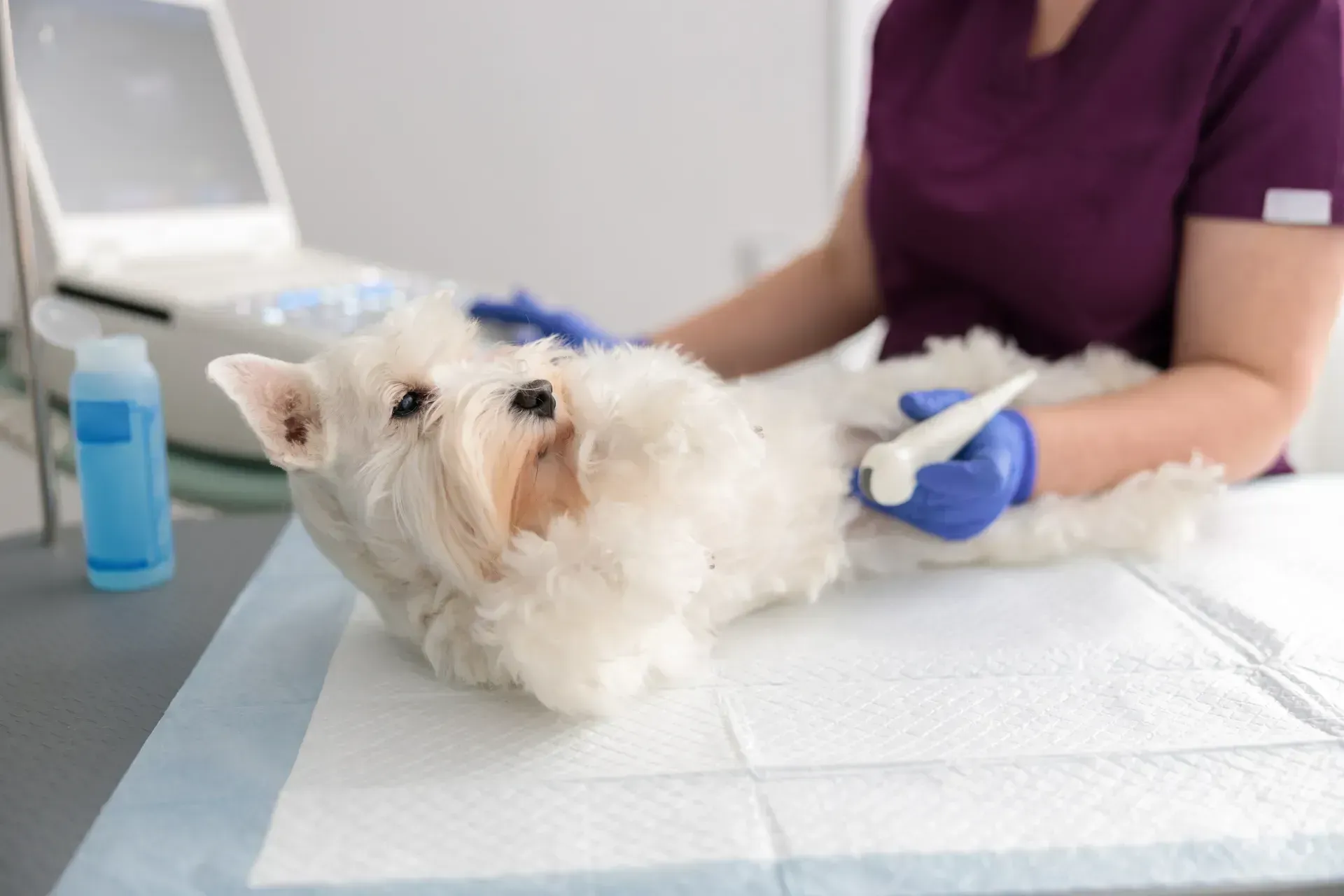 A un perro le están haciendo una ecografía un veterinario.