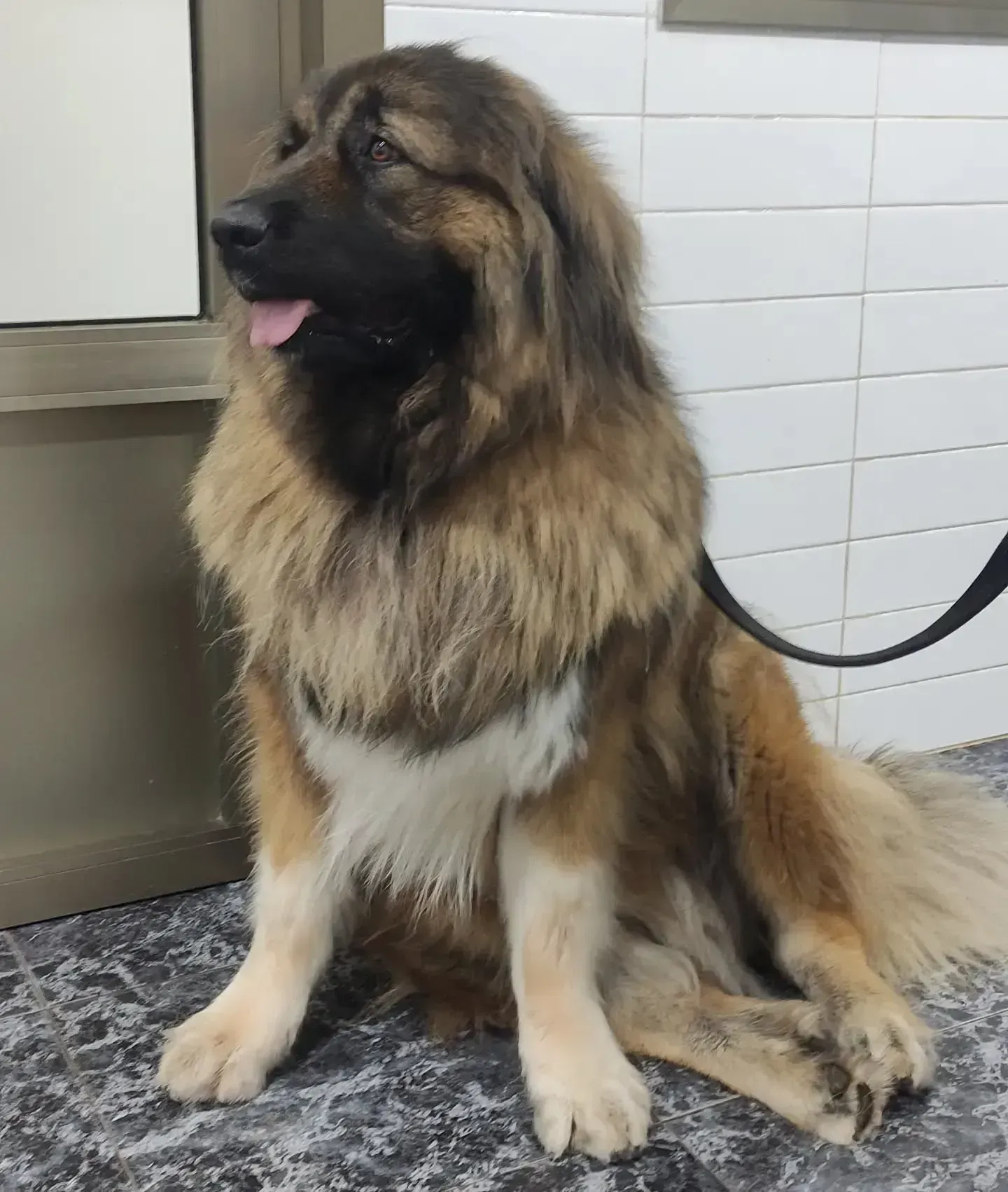 Un perro marrón y blanco está sentado en una mesa con la lengua afuera.