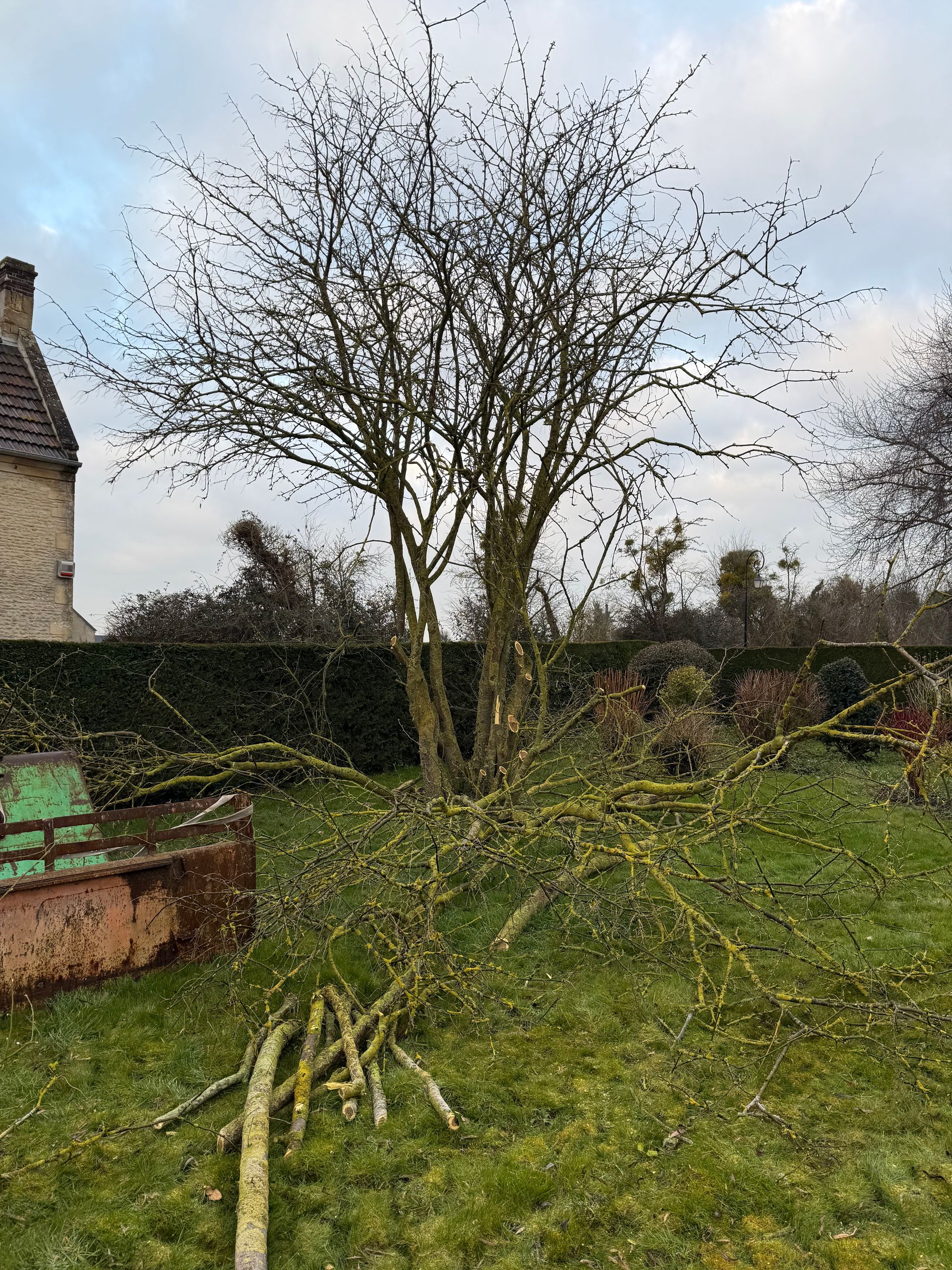 Arbre sans feuilles aux branches élaguées, posées sr la pelouse d'un jardin.
