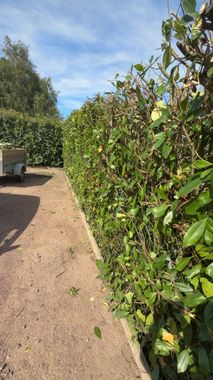 Haie de jardin taillée le long d’une allée en terre, avec remorque en arrière-plan.