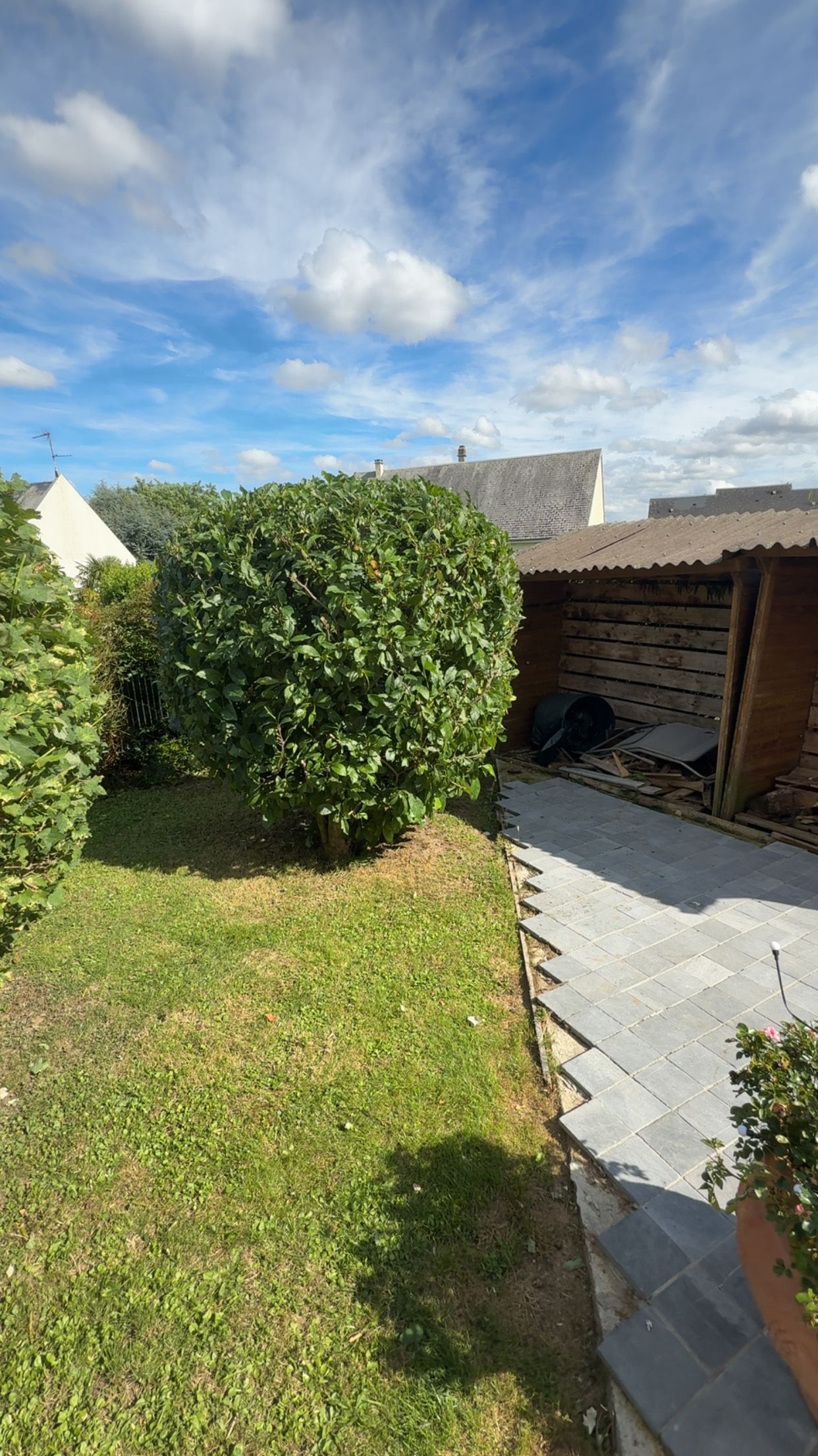 Arbre à feuillage pourpre dans un jardin, avec une échelle appuyée contre le tronc à côté d’une véranda et d’une maison.