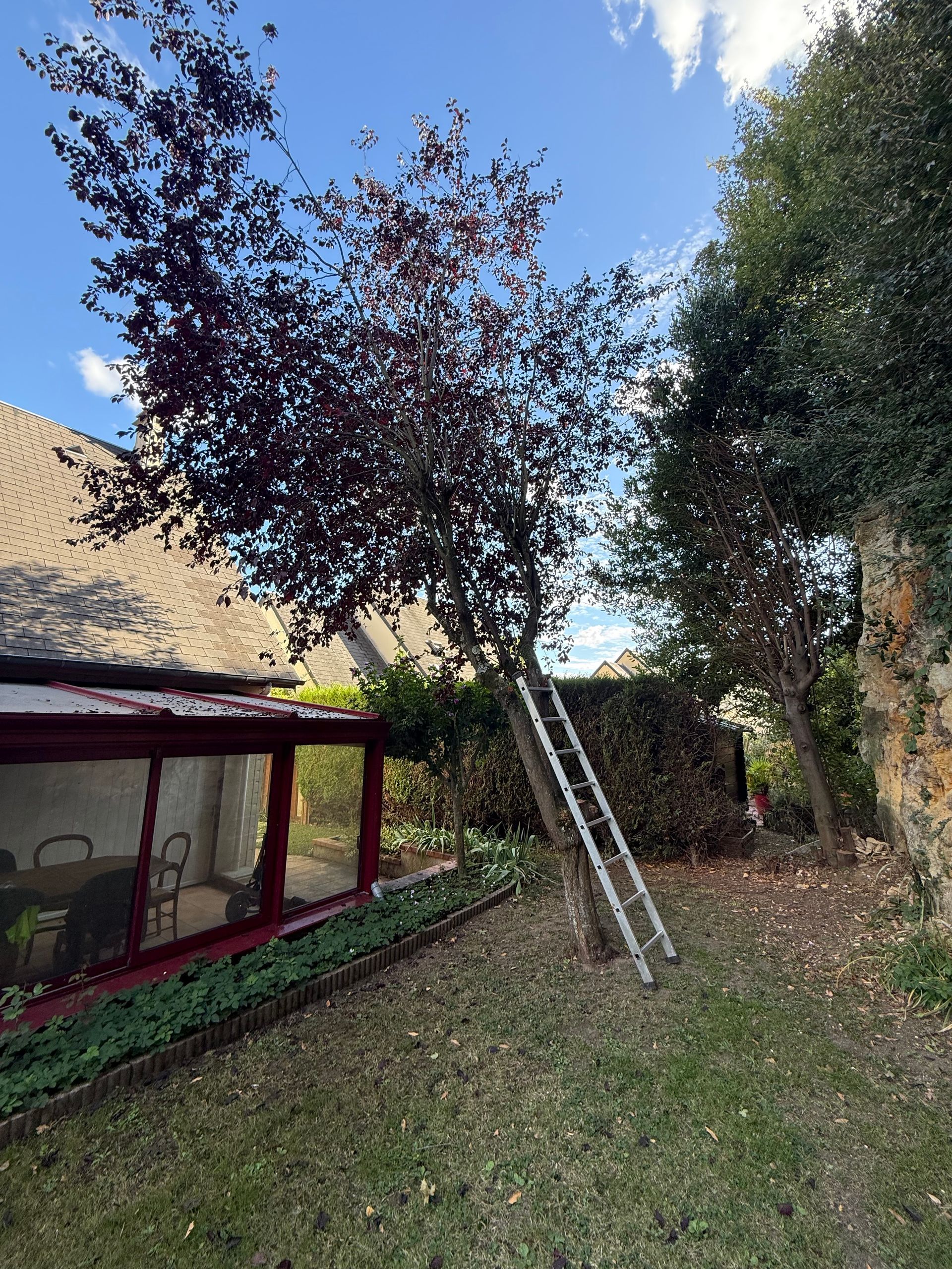 Taille d’un arbre ornemental en forme arrondie avec tronçonneuse et matériel de jardinage.