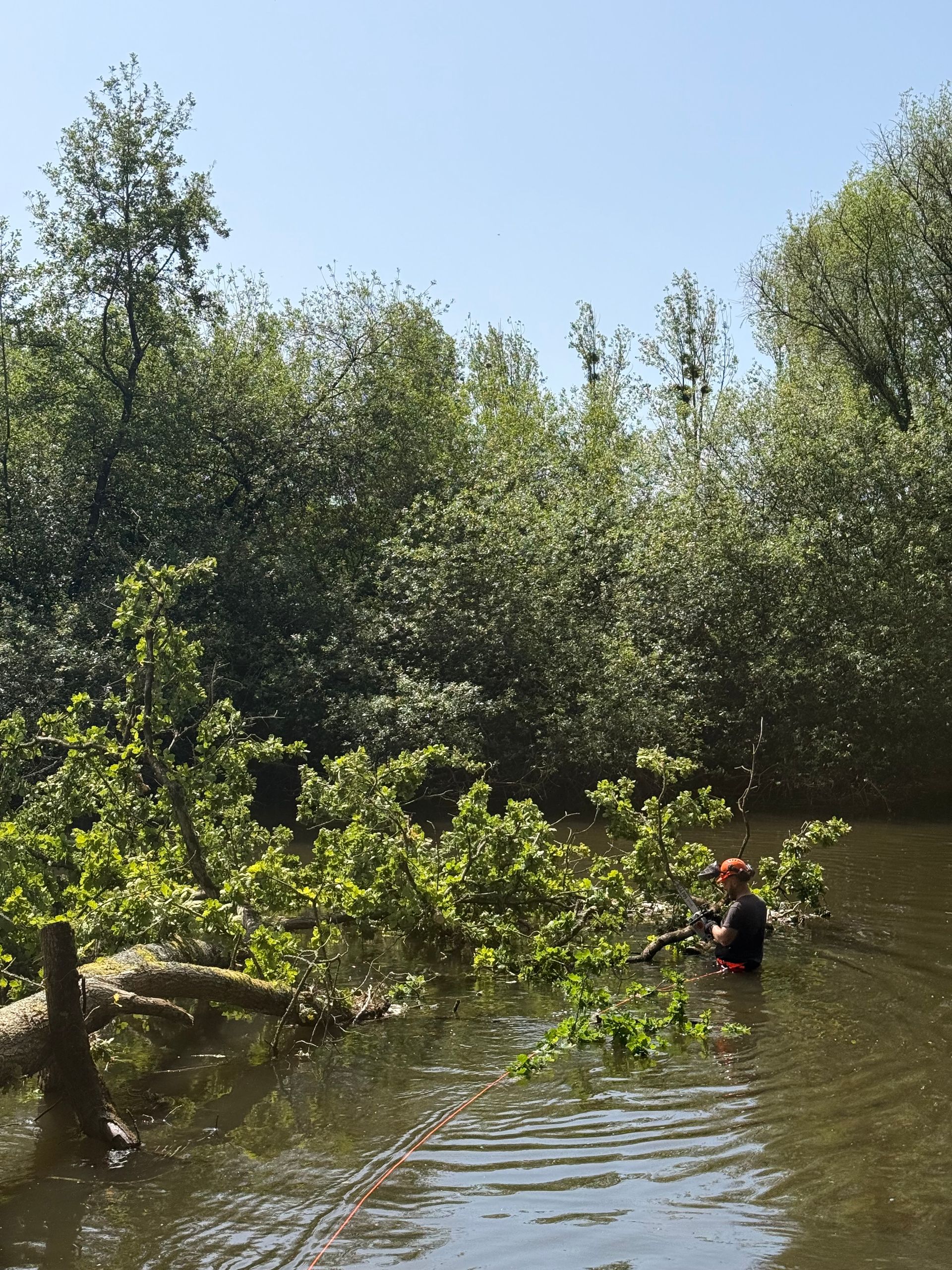 Tronc d'arbre tombé sur une rive boueuse, l'eau calme reflétant des arbustes verts en face.
