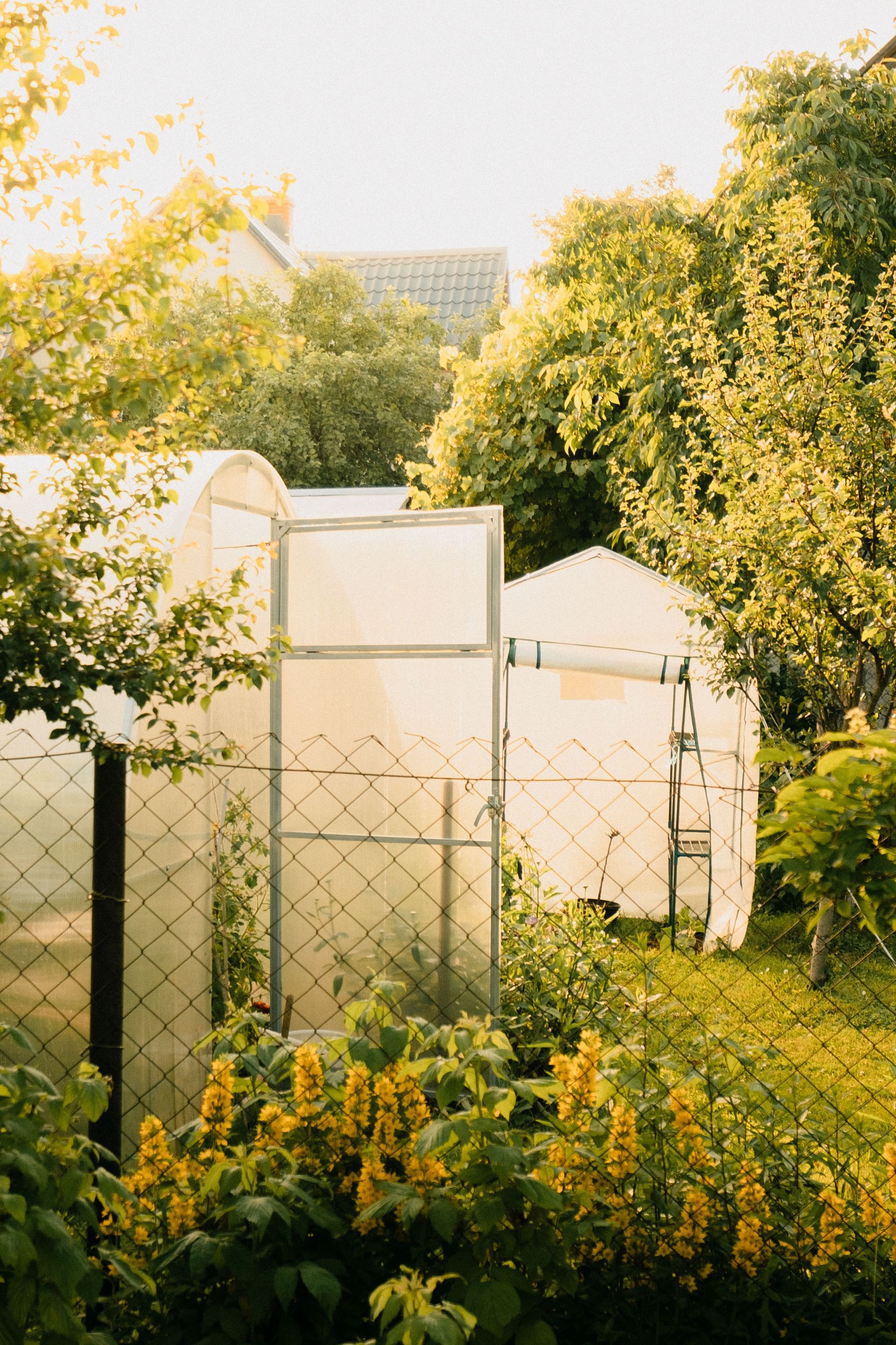 Jardin ensoleillé avec des serres blanches derrière une clôture en grillage, entourées d'un feuillage vert dense.