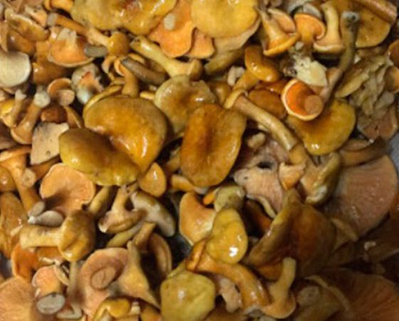 Una gran pila de setas recién recolectadas, de color marrón dorado, que llenan el encuadre.