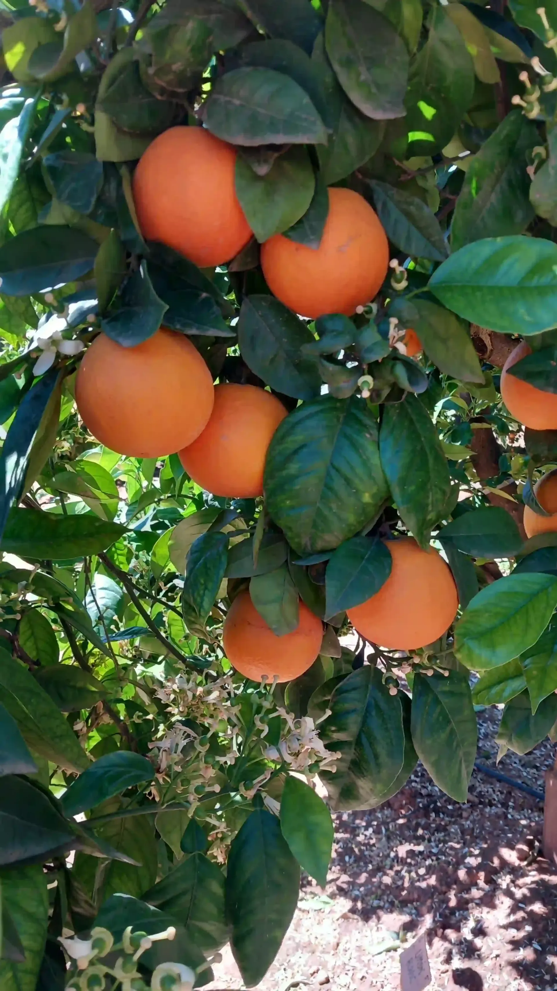 Frutos naranjas colgando entre hojas verde oscuro en la rama de un árbol.