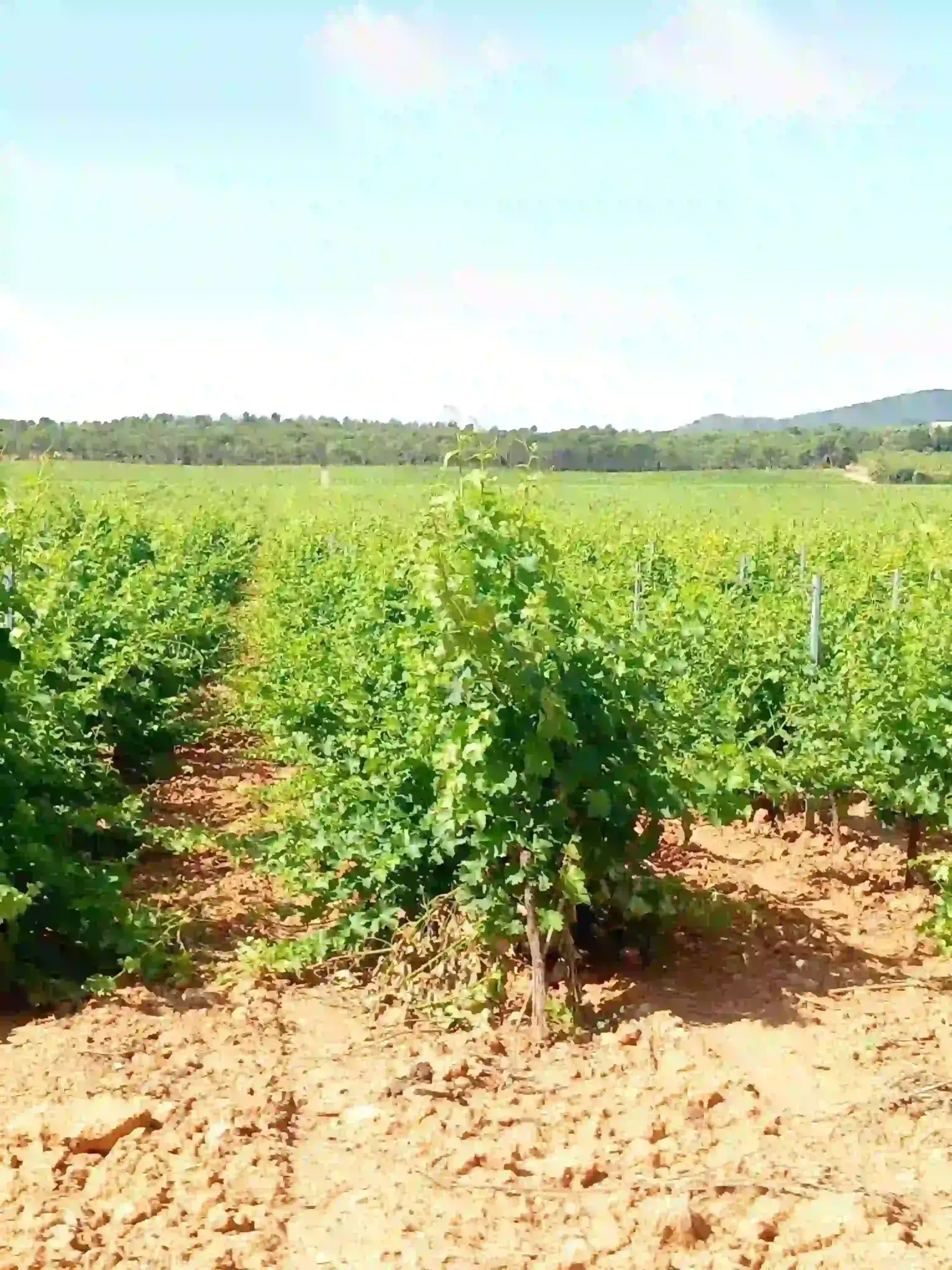 Plantas jóvenes y verdes creciendo en hileras en un campo de cultivo seco bajo un cielo despejado.