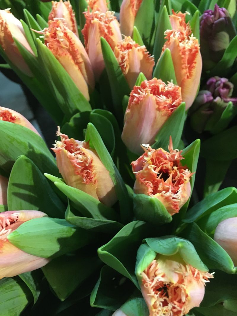 Vitamin B Naturgut & Feinkost Tulpen