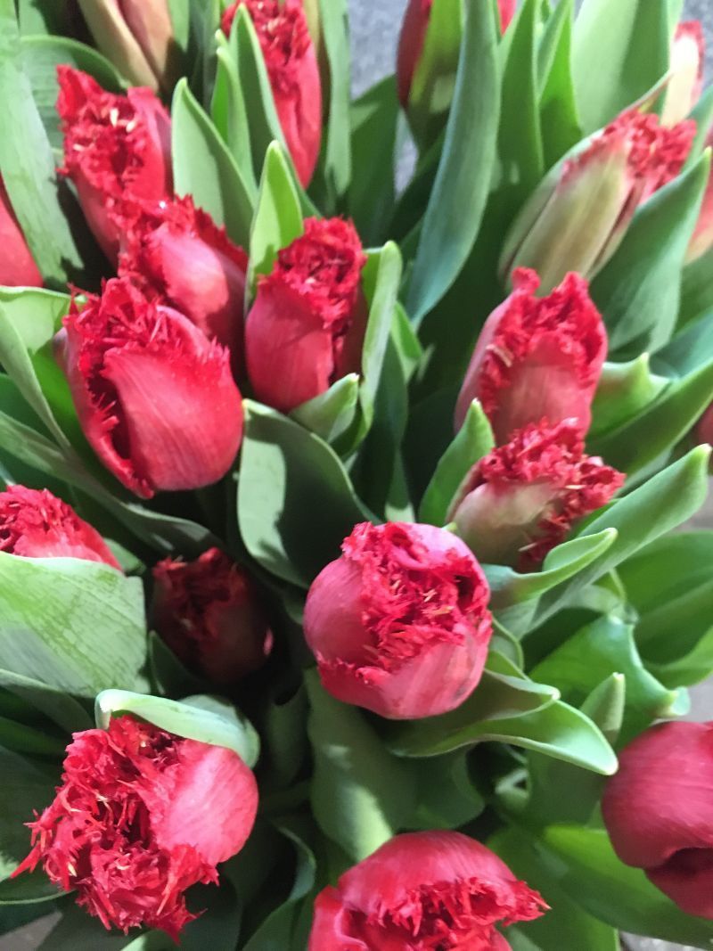 Vitamin B Naturgut & Feinkost Tulpen