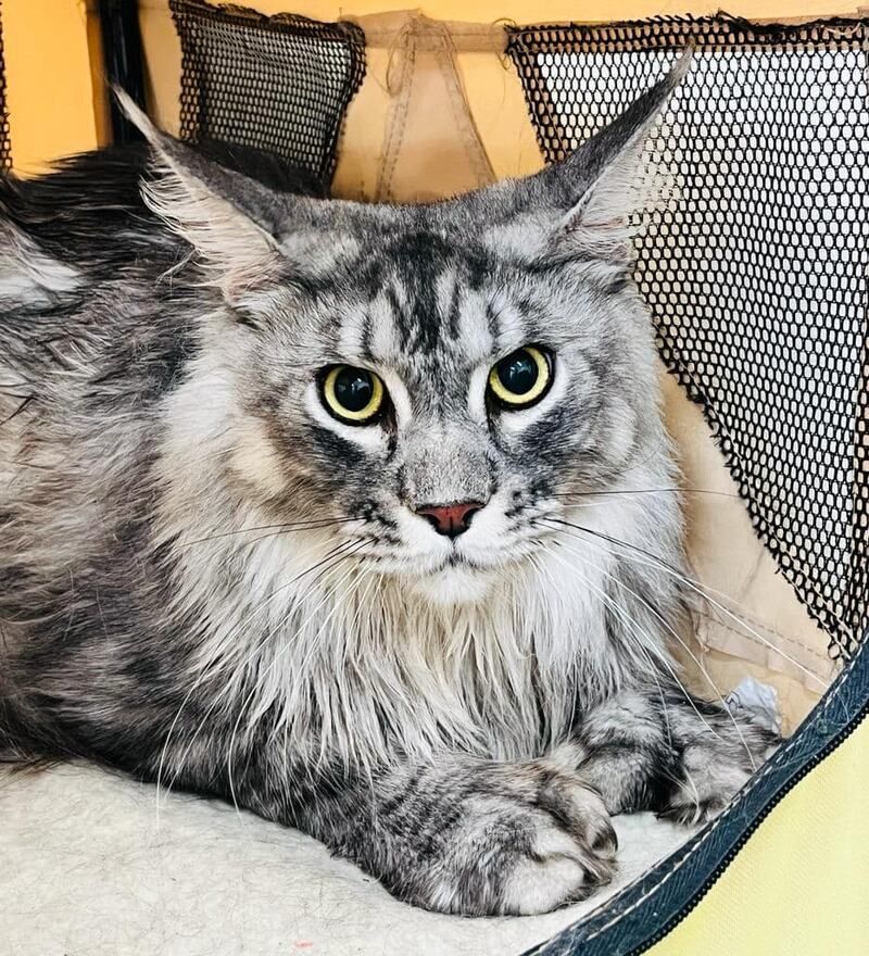 Gatto Maine Coon grigio e nero