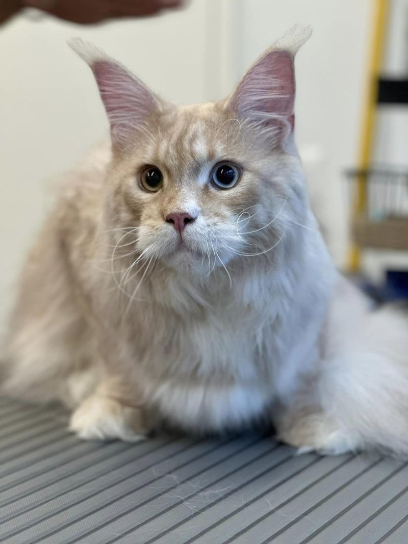 Gatto a pelo lungo chiaro con occhi azzurri