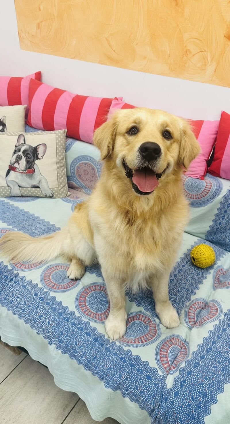 Cane Golden Retriever