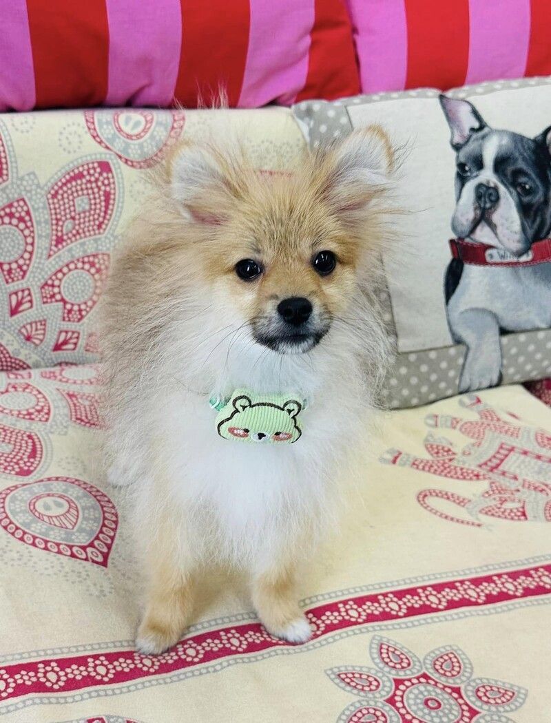 Volpino di pomerania