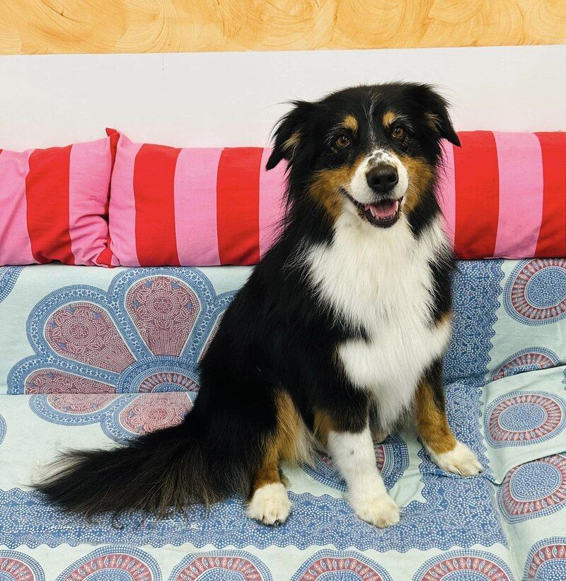 Cane bianco, nero e marrone di taglia medio-grande