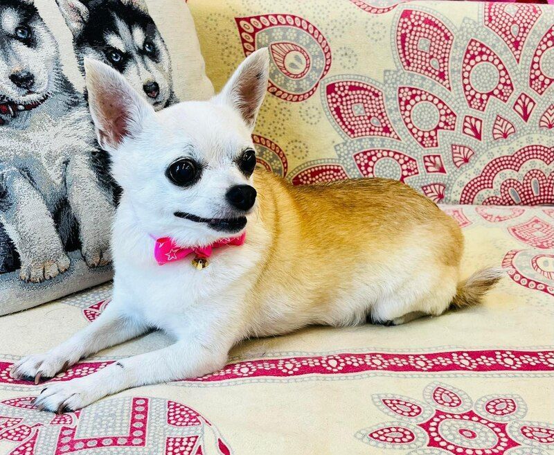 Cane chihuahua su divano