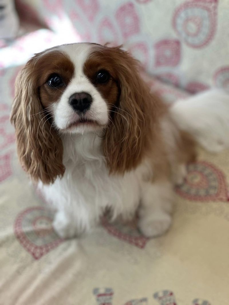 Cane Cavalier King Charles spaniel
