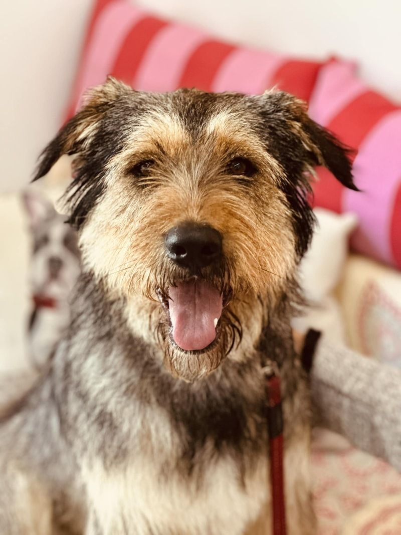 Cane tipo spinone