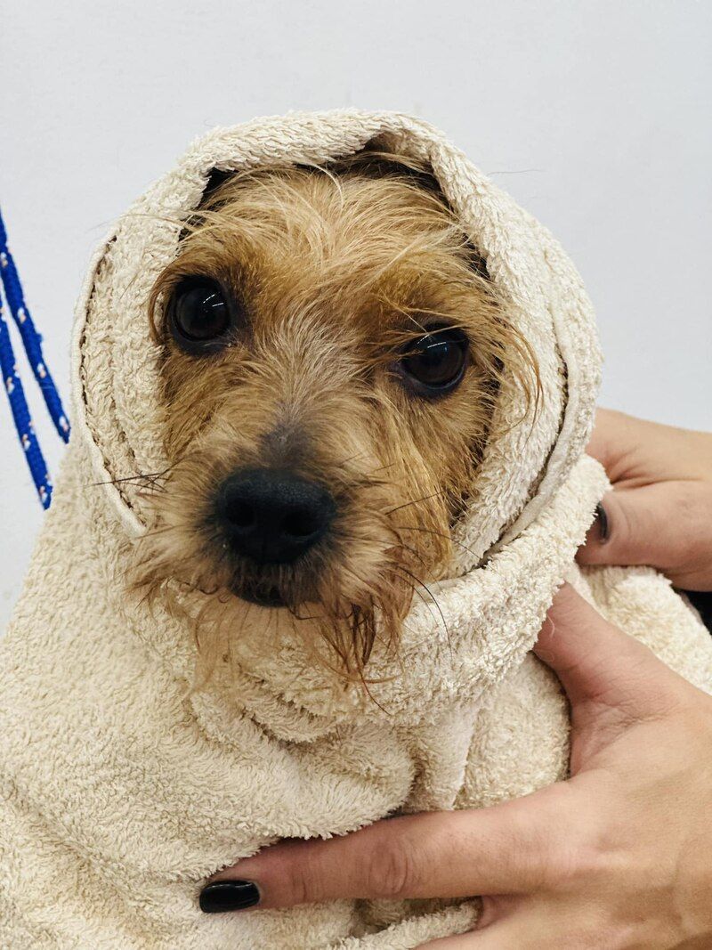 Cagnolino bagnato asciugato con un asciugamano