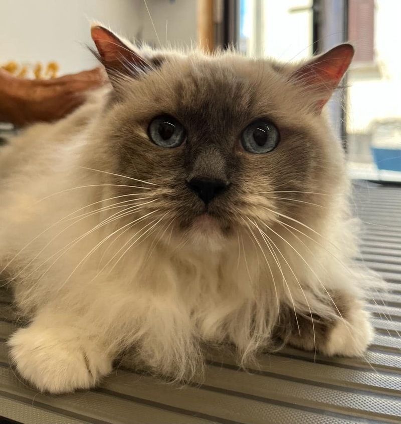 Gatto Ragdoll