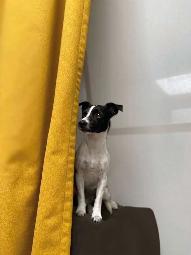 Ein schwarz-weißer Hund, der hinter einem gelben Vorhang hervorlugt