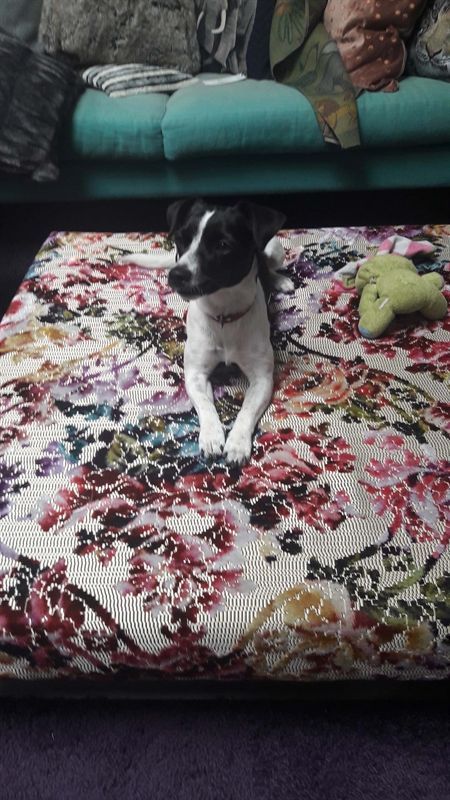 Ein schwarz-weißer Hund liegt auf einem geblümten Ottoman