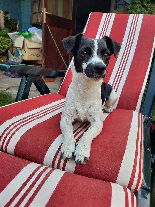 Ein schwarz-weißer Hund liegt auf einem rot-weiß gestreiften Stuhl