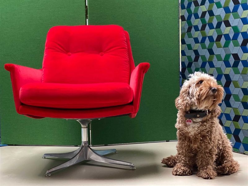 Ein Hund sitzt neben einem roten Stuhl