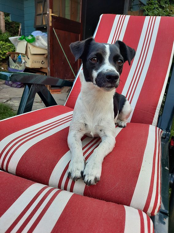 Ein schwarz-weißer Hund liegt auf einem rot-weiß gestreiften Stuhl