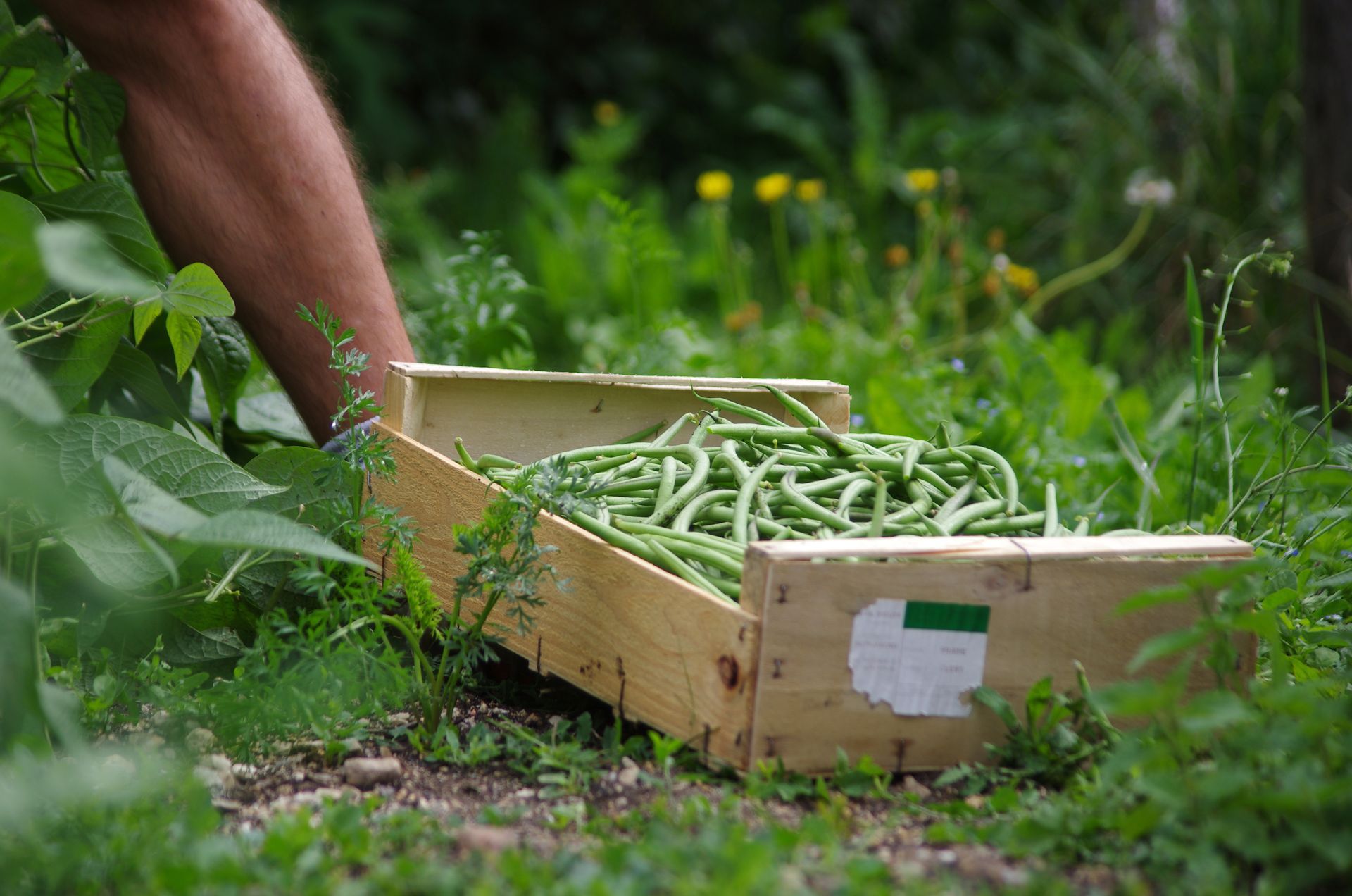 Homme ramassant des haricots verts