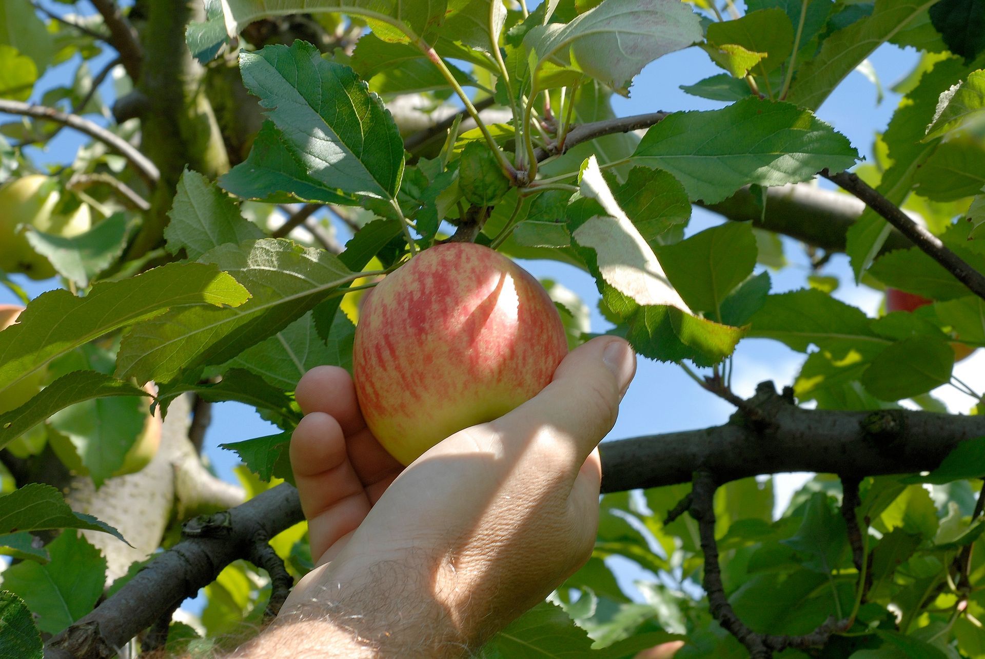 Personne cueillant une pomme