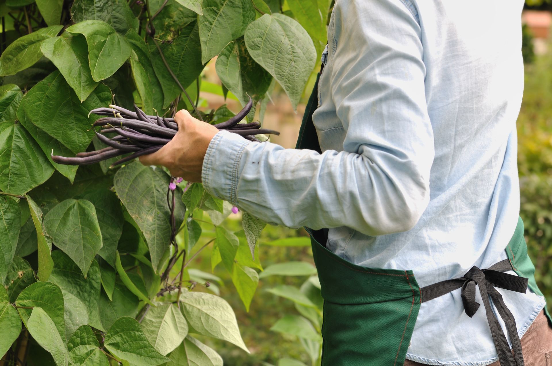 Professionnelle portant un tablier vert dans un jardin