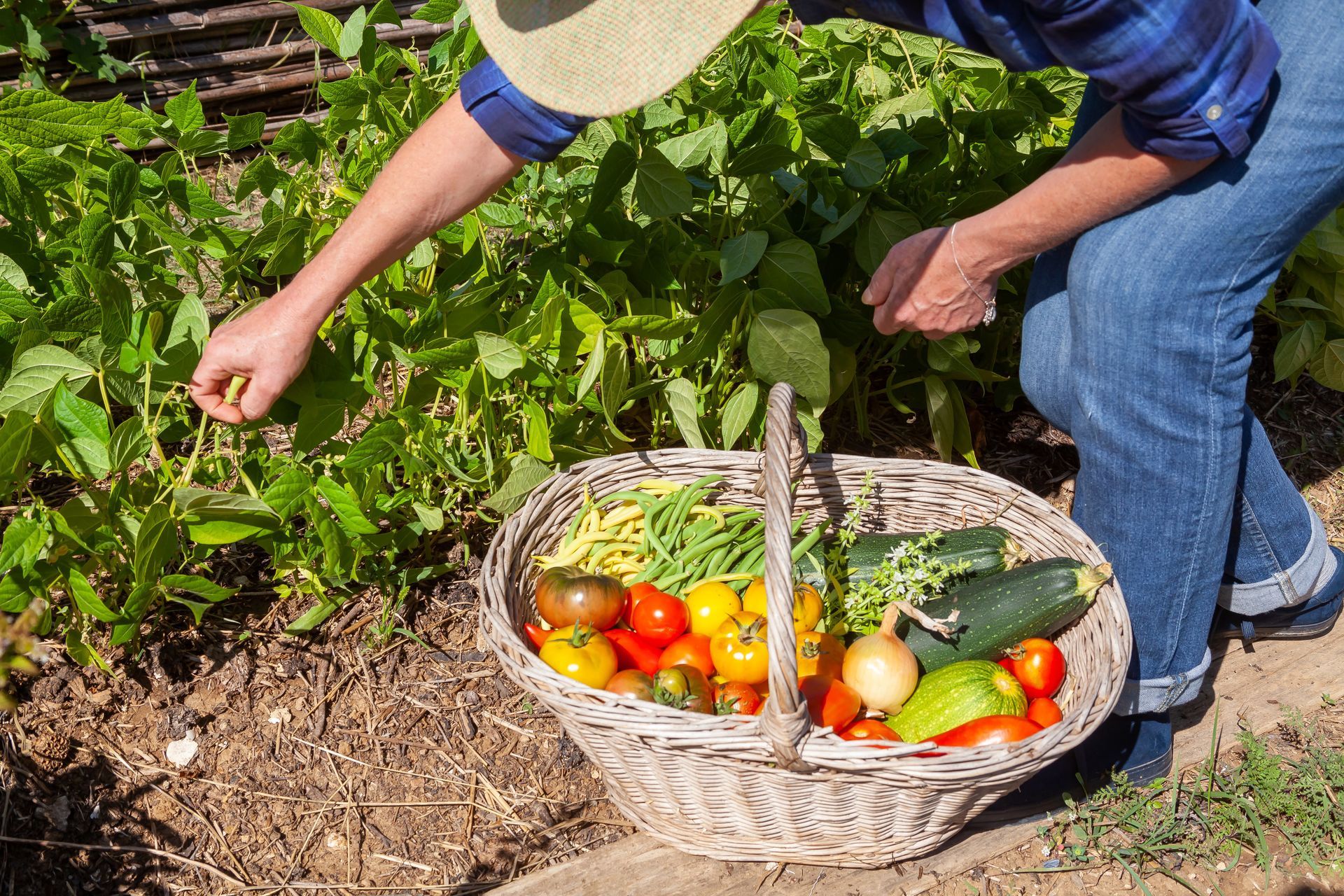 Homme cueillant des légumes dans un potager