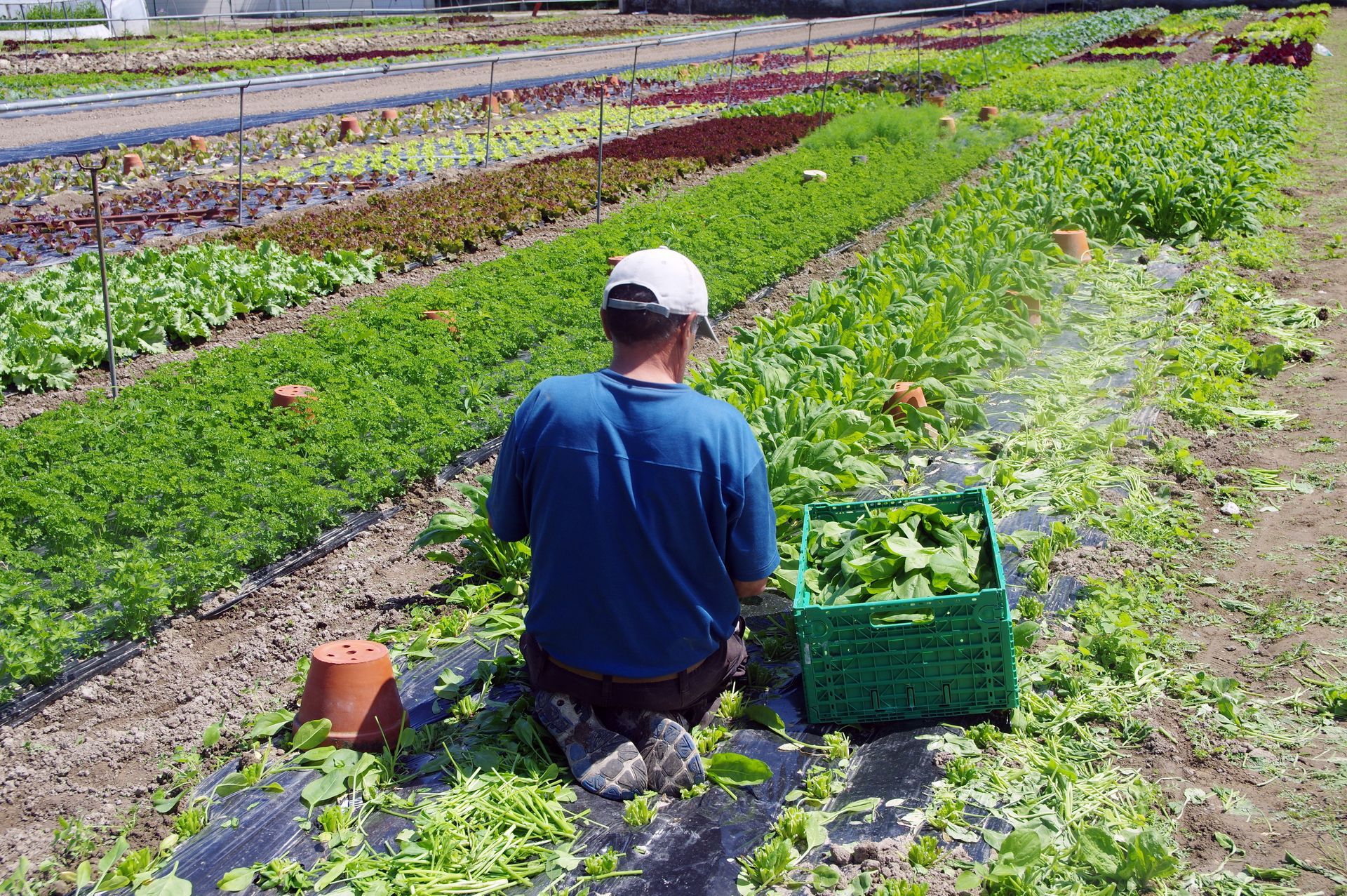 Travailleur à genoux dans un champ pour ramasser des légumes