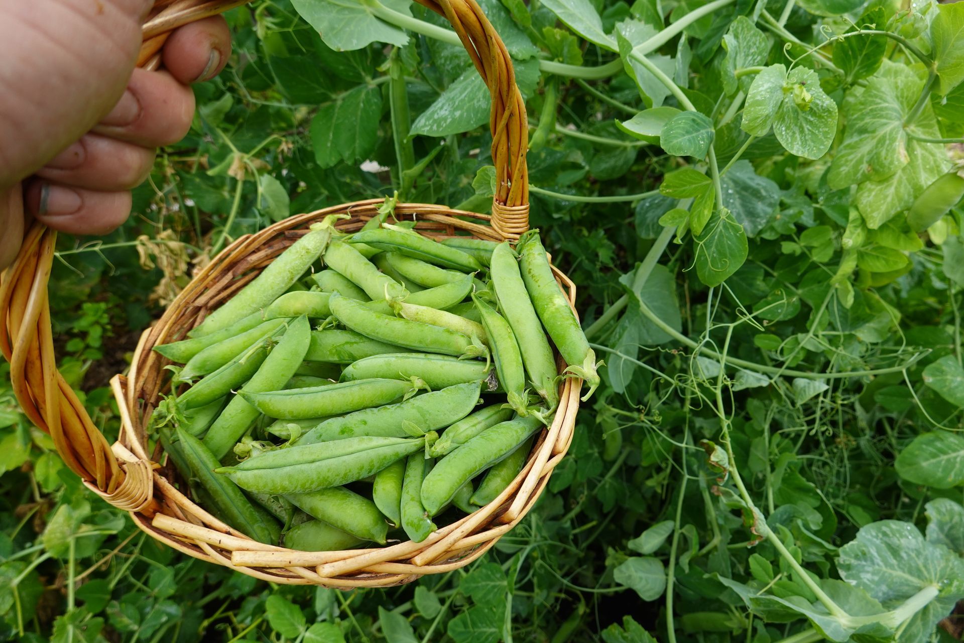 Homme tenant un panier de cosses de petits pois