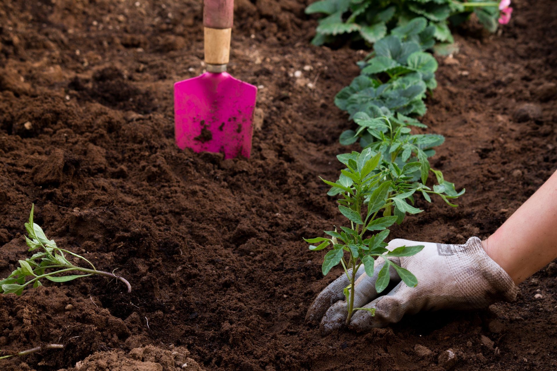 Personne plantant un plant de légume