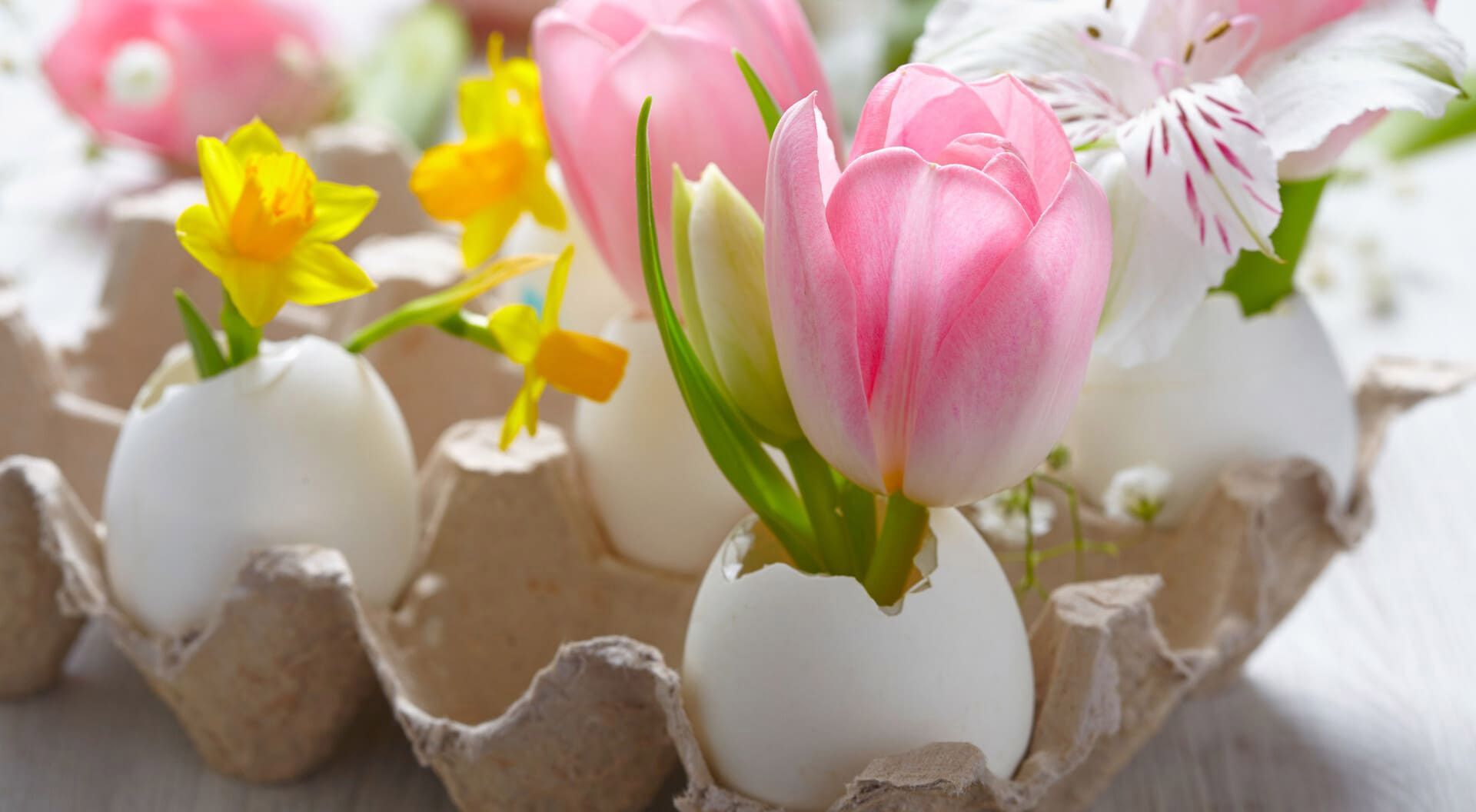 Flores, incluidos tulipanes rosados ​​y narcisos amarillos, en jarrones de cáscara de huevo dentro de una caja de cartón.
