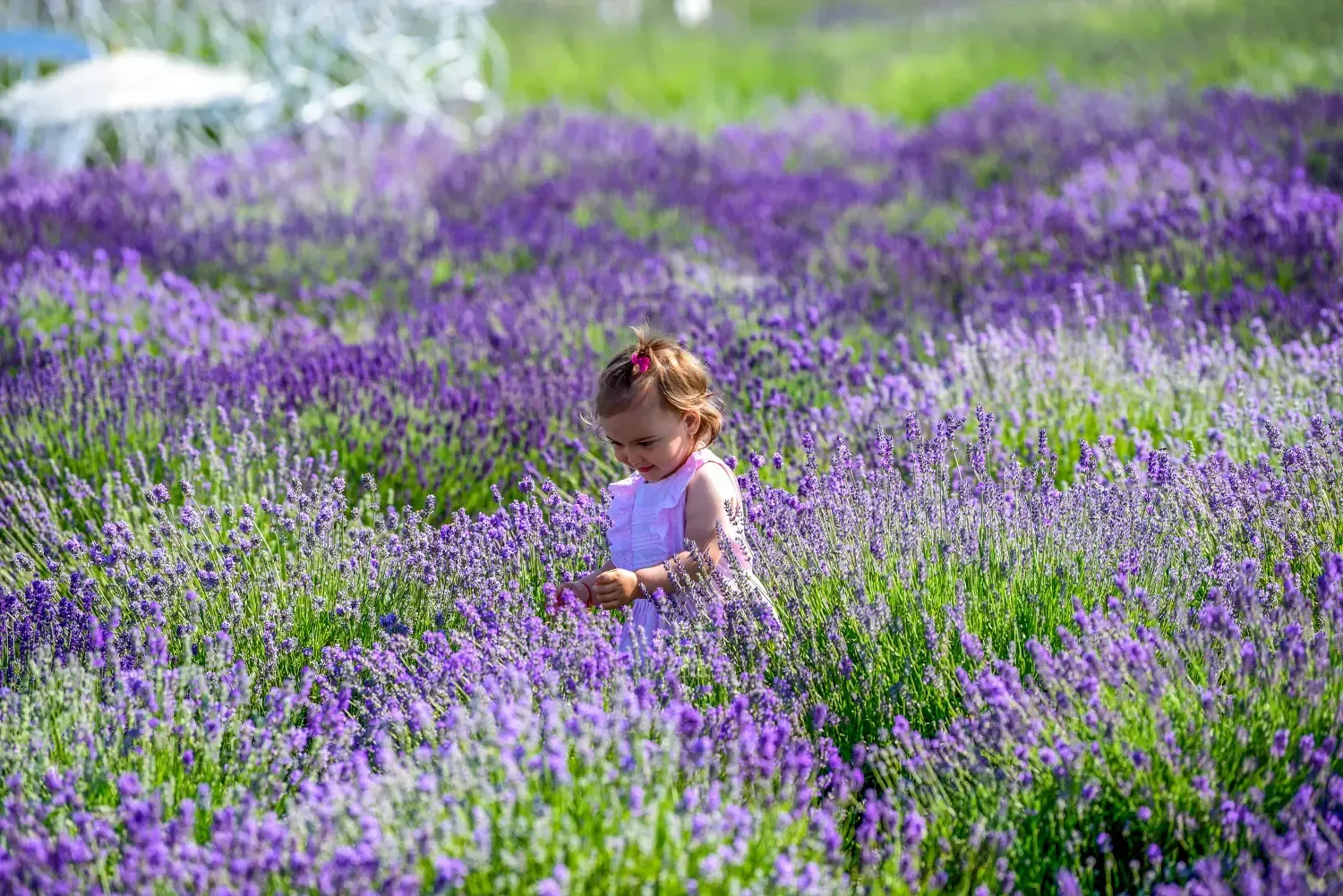 Un niño en un campo de flores moradas, mirando hacia abajo y tocando las flores.