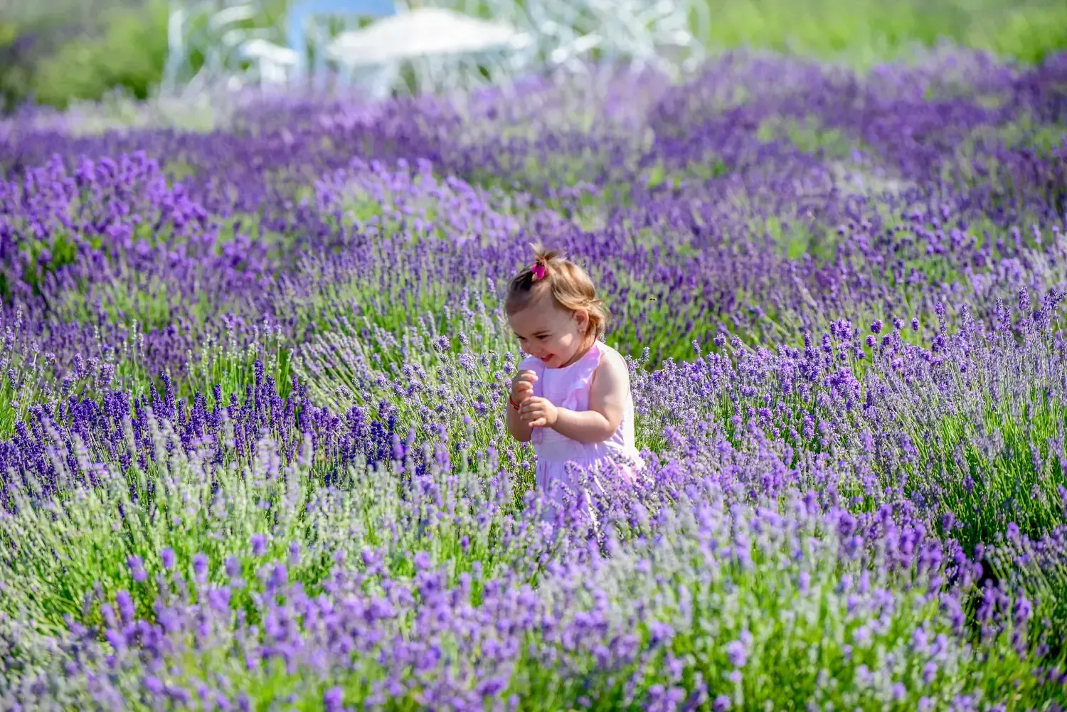 Niña de pie en un campo de flores moradas, rodeada de vegetación de lavanda en flor.
