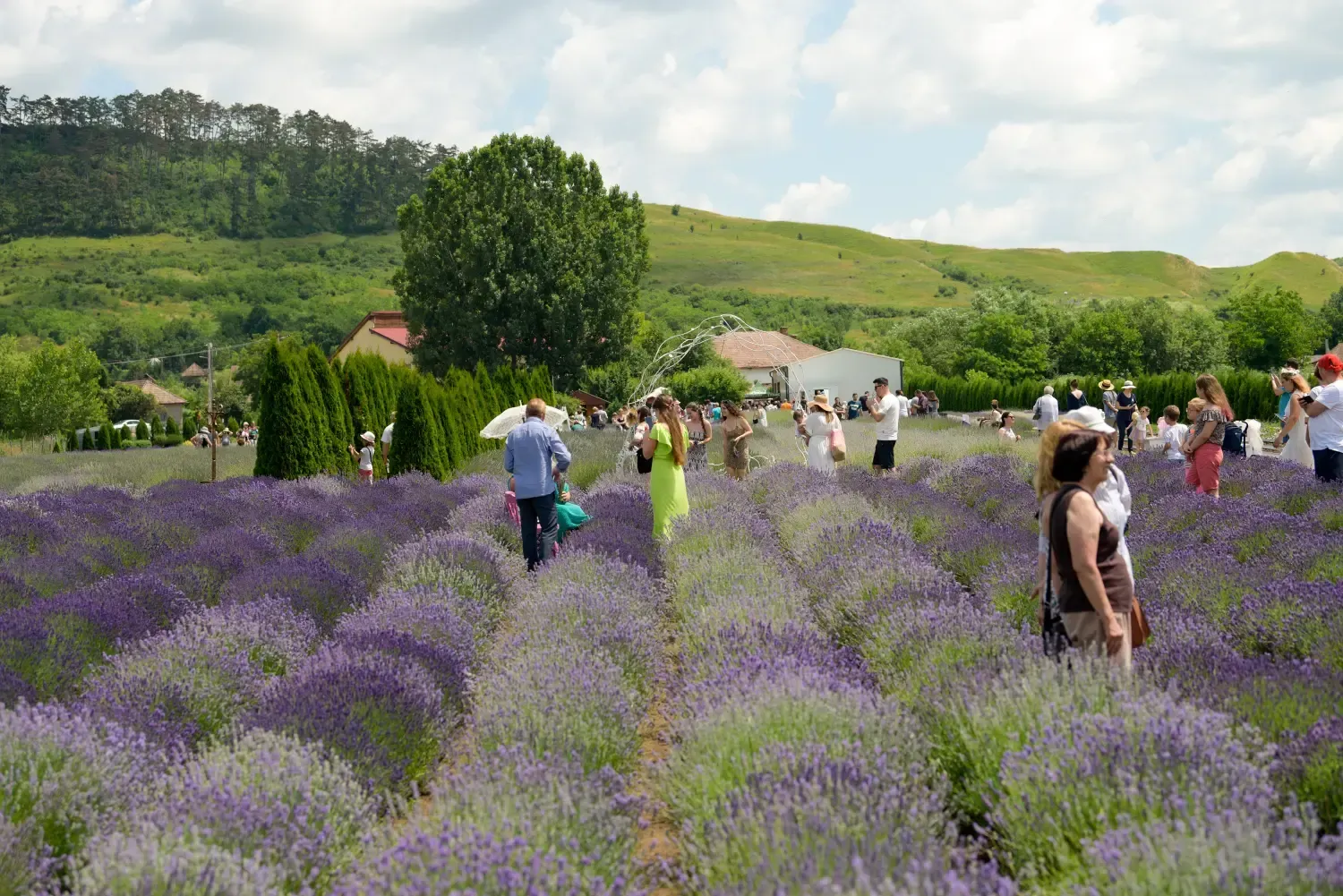 Campo de lavanda con visitantes caminando entre hileras moradas bajo verdes colinas y un cielo nublado.