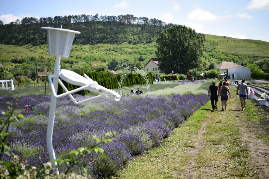 Gente paseando junto a campos de flores moradas en una ladera soleada con esculturas blancas y colinas verdes.