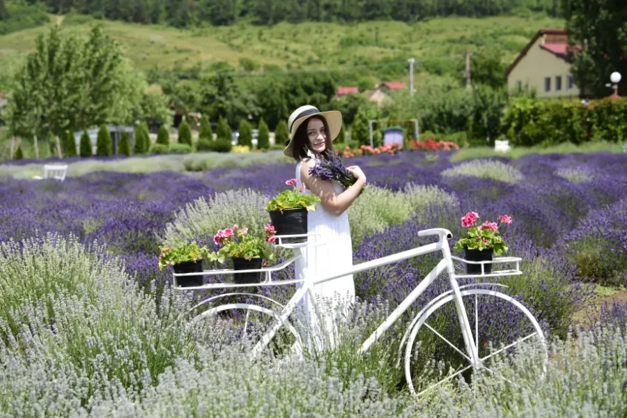 Mujer con vestido y sombrero blancos junto a una bicicleta blanca en un campo de lavanda con flores y colinas.