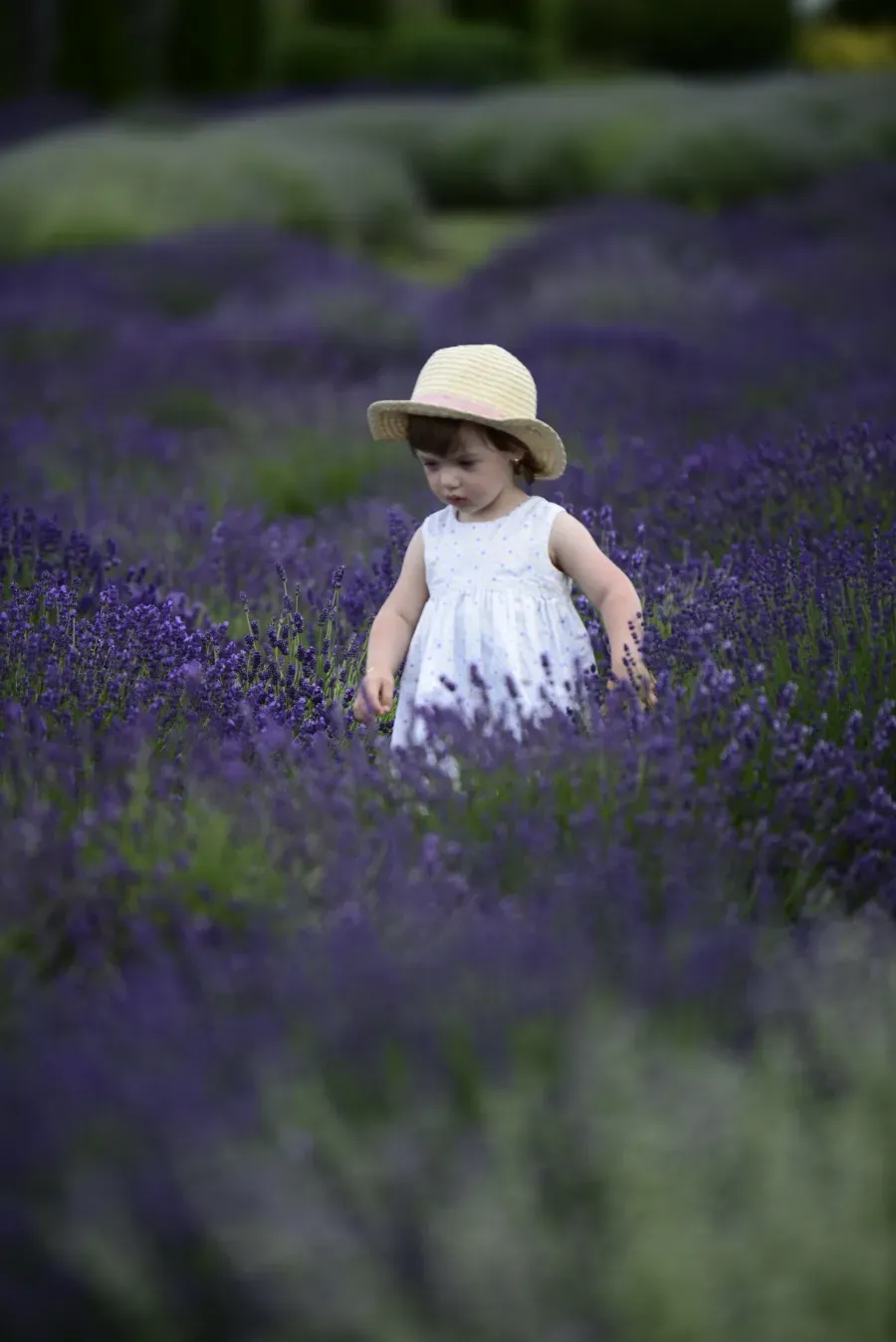 Niña con vestido y sombrero blancos caminando por un campo de flores moradas.
