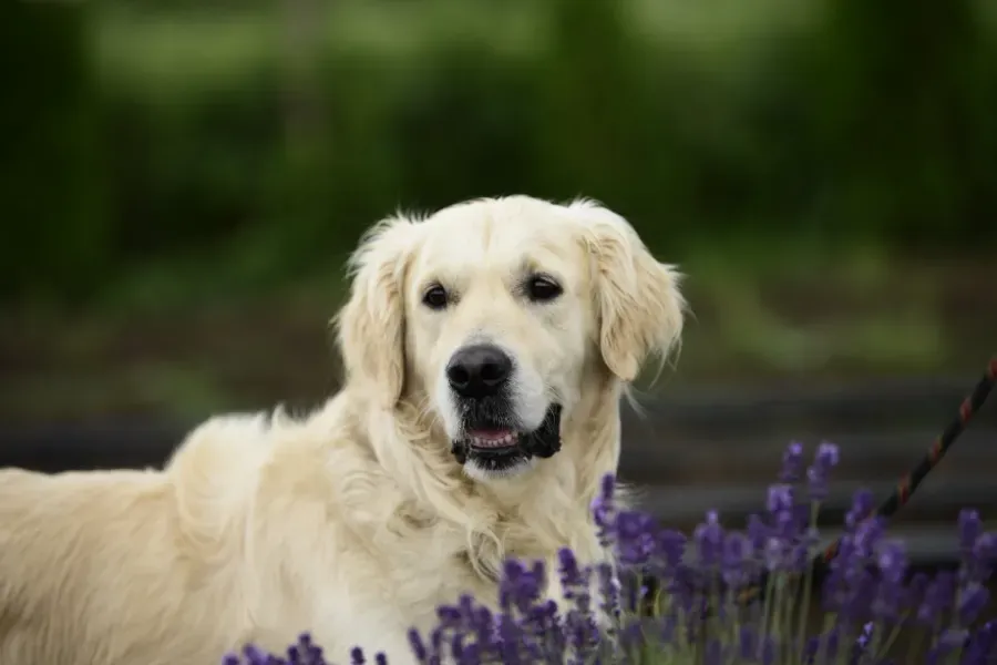 Un golden retriever de pie junto a unas flores moradas en un jardín verde, mirando a la cámara.